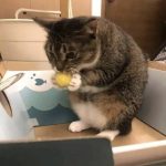 赛博仓鼠的头像-悟界ShareHub